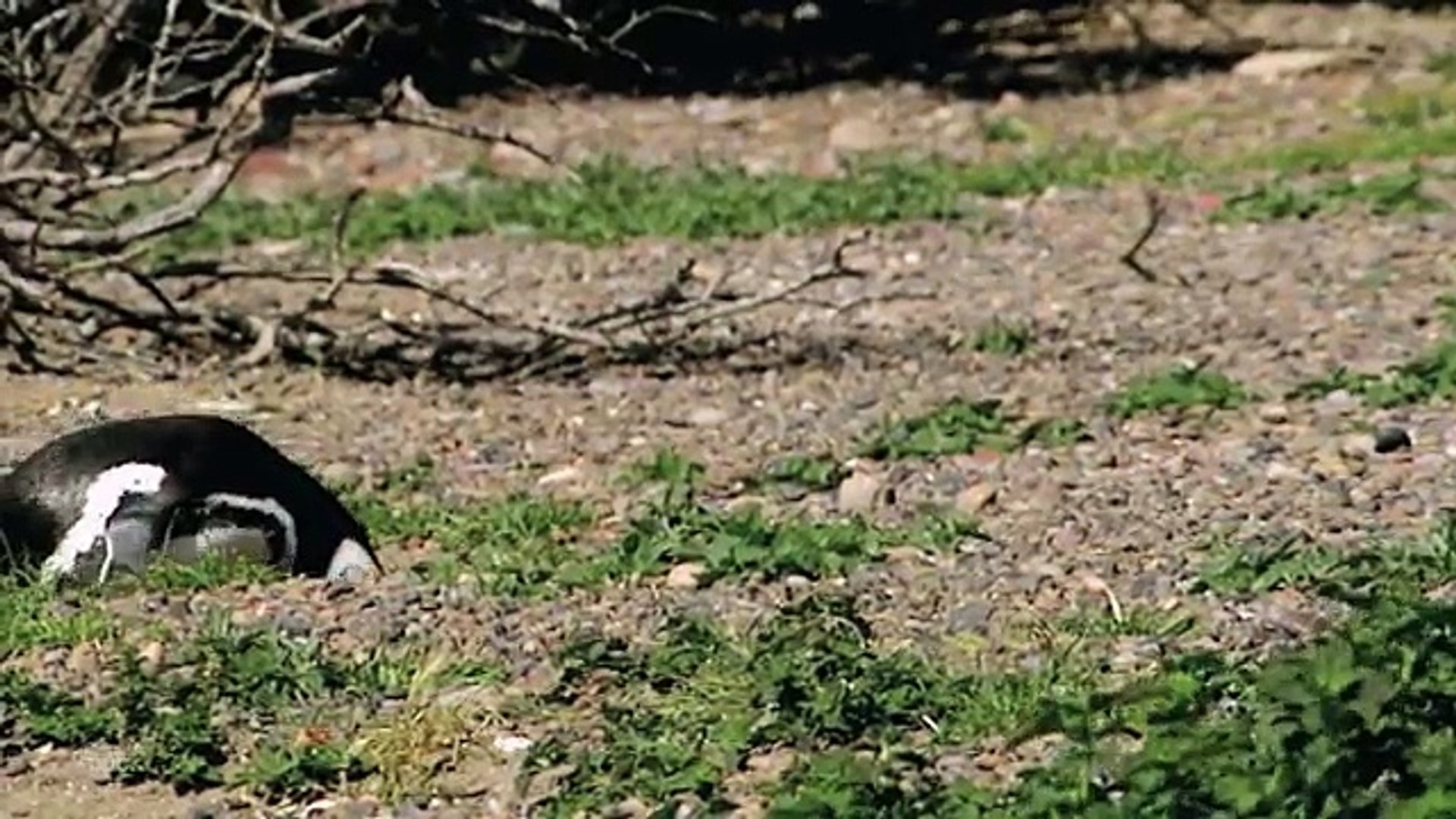 ⁣Penguin Mating | Wild Animals - Planet Doc Full Documentaries
