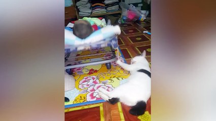 Un chat multi-tâches