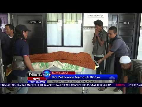 Seorang Pemuda Tewas Digigit Ular King Cobra Peliharaannya - NET 24