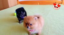 |Cute  Pomeranian Puppies Playing#3|Sounding like Toys|INSANELY CUTE.
