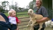 Funny Goats  Funny and Cute Goats Part 1 Funny Pets