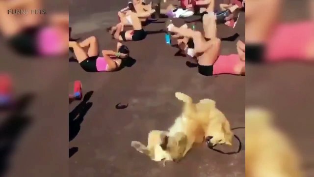 Funny Dogs  Cute Dogs Playing Part 1 Funny Pets