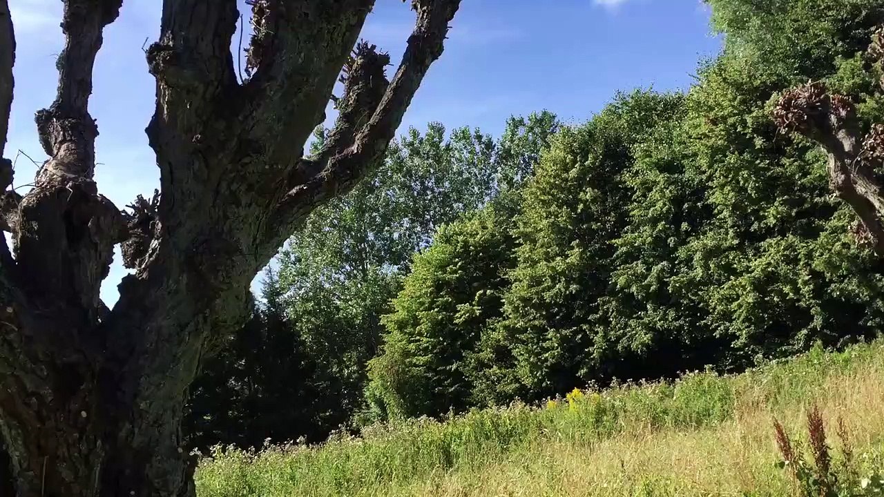 Squirrel jumping from tree to tree