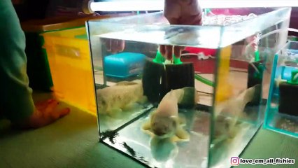 Un poisson-loup lui donne ce qu'il recherchait !