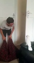 What The Fluff Challenge version cacatoès ! LOL