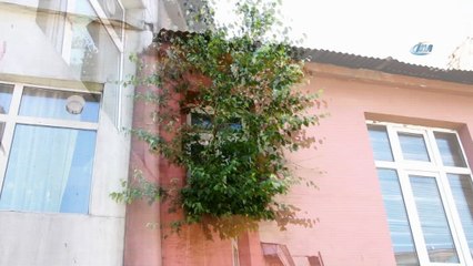 Ardahan’da duvarda yeşeren söğüt şaşırttı