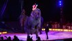 Une éléphante tombe sur des spectateurs au cirque