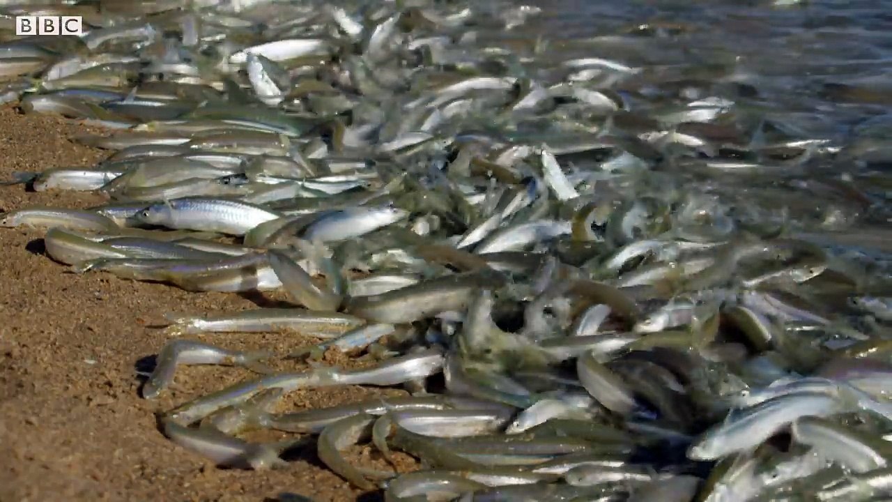 Grunion Fish Beach Themselves to Mate - BBC Earth - video Dailymotion