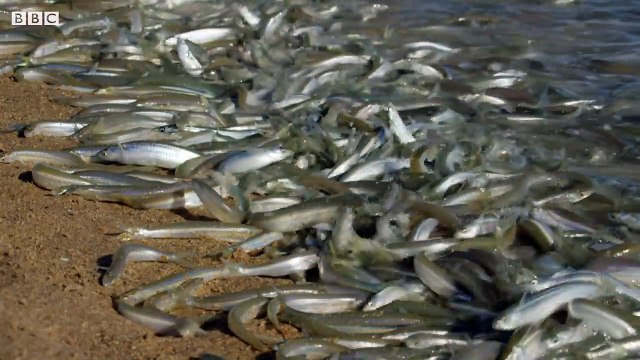 Grunion Fish Beach Themselves to Mate - BBC Earth