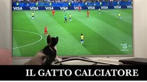 Questo micio da grande vuole fare... il calciatore!