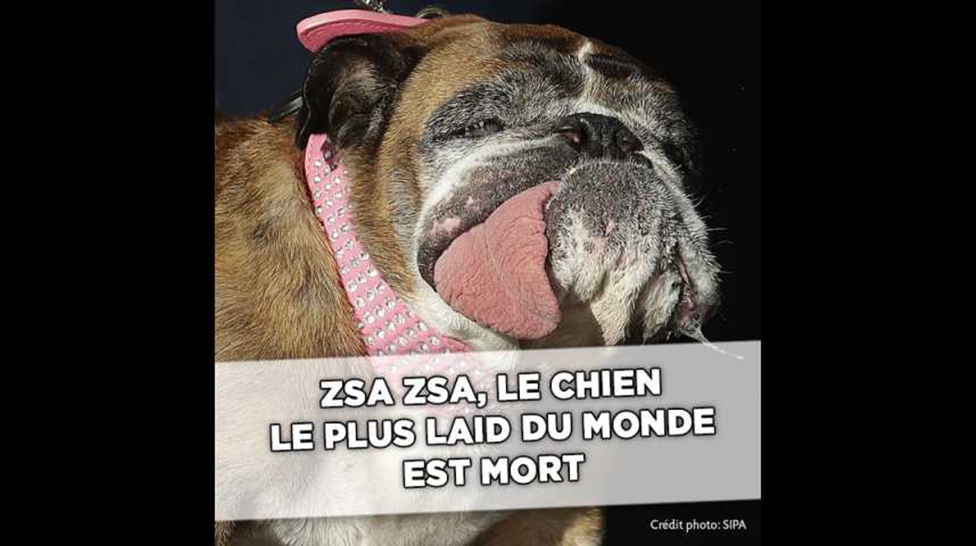 Le Chien Le Plus Moche Du Monde 2018