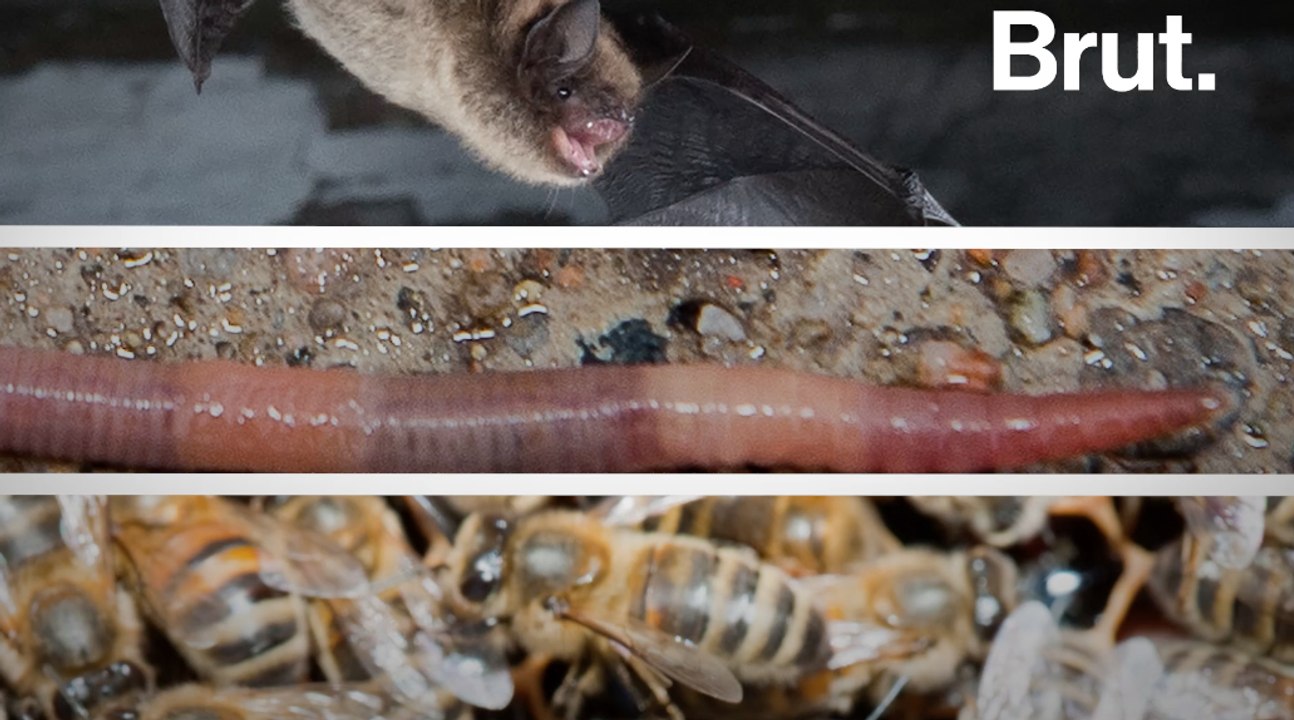 La disparition de ces trois espèces aurait un impact considérable