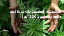 في دمشق..المخدرات في متناول الجميع لكن ماذا عن أسعارها؟#أورينت