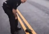 Why Did the Turtle Cross the Road? To Escape the Cops, Obviously