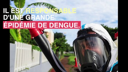 Dengue : La Réunion en pleine épidémie malgré l'hiver