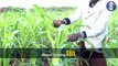 Pokot farmers count losses after army worm invasion