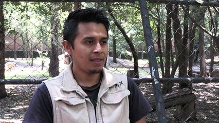 حديقة مكسيكو تشهد ولادة ثمانية صغار ذئاب