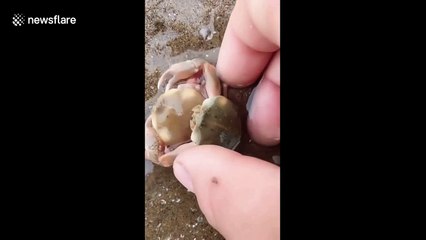 Heartwarming moment two tiny crabs embrace