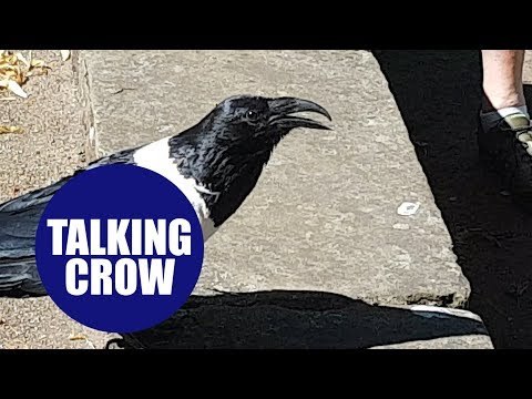 Crow which bizarrely asks bypassers 'You alright love?' - in Yorkshire accent