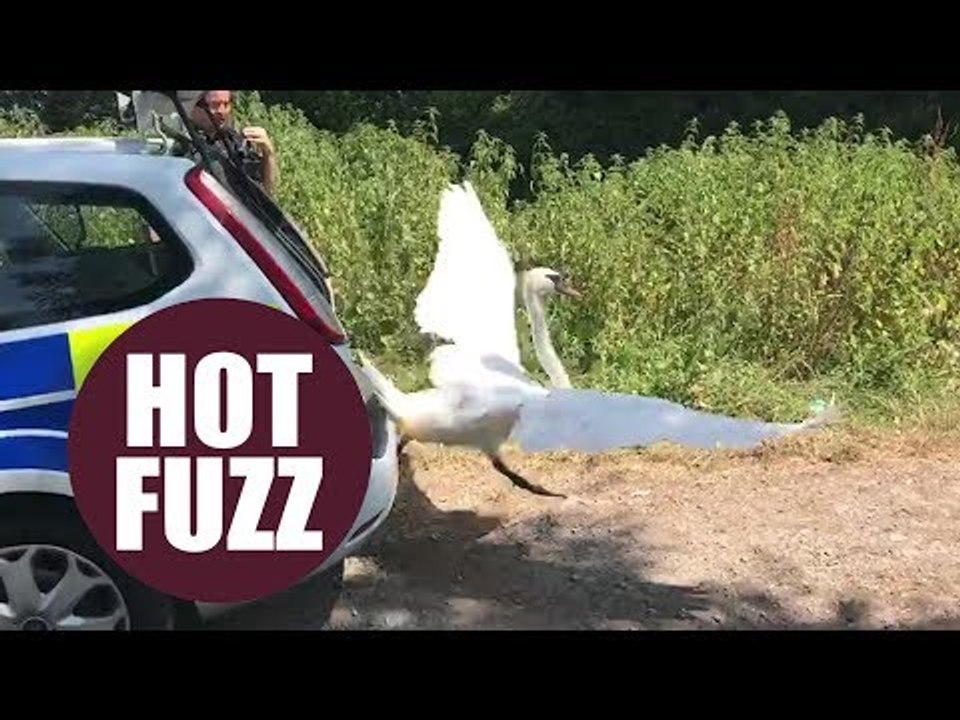 West Country cops have Hot Fuzz moment and release swan from squad car