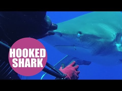 Brave diver pulls hook out of shark's mouth in amazing slow-motion video