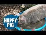 Pig who escaped meat farm rescued by swine loving couple