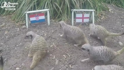 Coupe du Monde 2018 - Ces suricates prédisent le vainqueur de Croatie vs. Angleterre