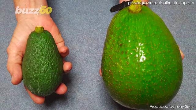 Two and a Half Pound Gargantuan Avocados Are Taking Over Supermarkets