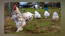 brahma chicken weight | brahma chicken breed | giant brahma chicken | brahma information