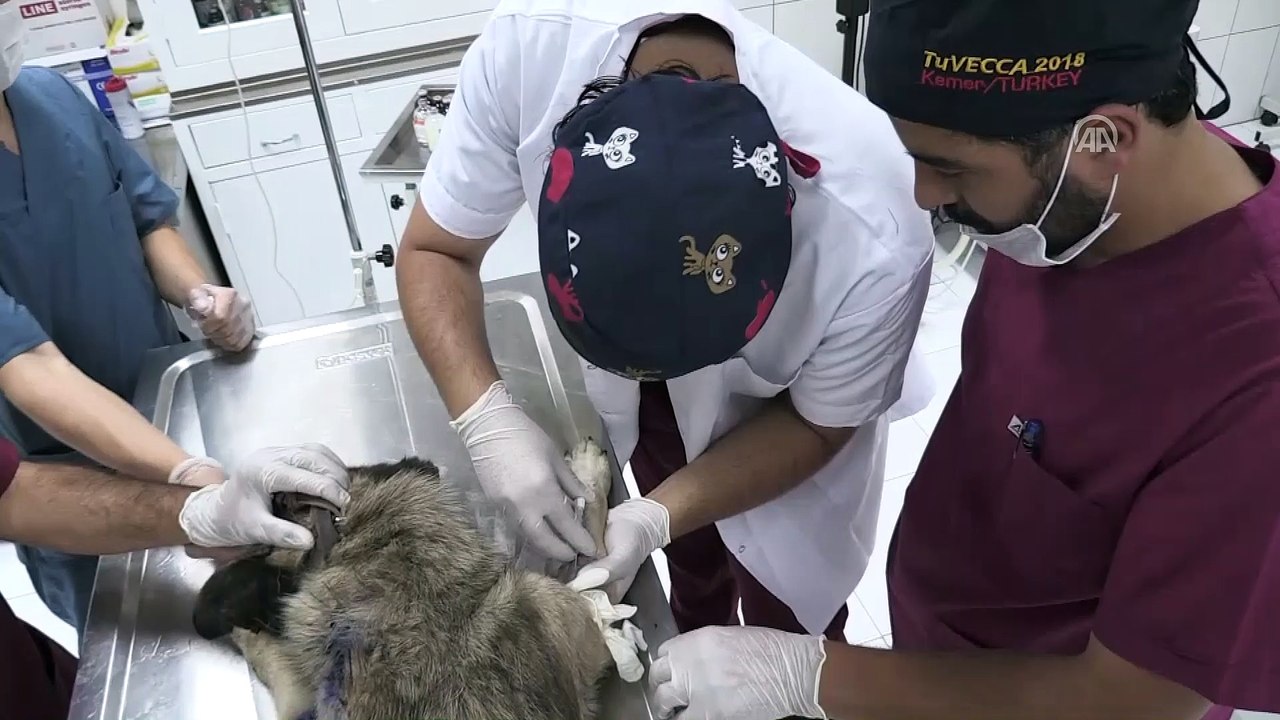 Av tüfeğiyle vurulan köpek tedavi altına alındı - VAN