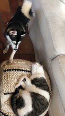 Dog hilariously wakes up cat to play with her