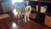 Husky and German Shepherd thrilled for drive-thru car ride