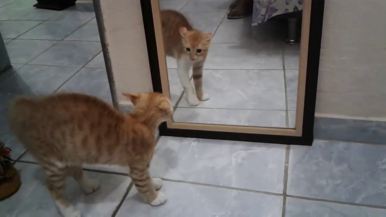 Un chat se chie dessus en se voyant dans le miroir
