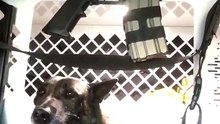 Policial orgulhoso mostra o talento secreto de seu cachorro