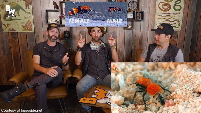 STINGING ANT or a WASP?!