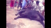 Cow Running During Qurbani Eid ul azha || 2018