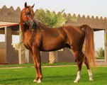 L'origine des chevaux : L'arabe