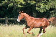 L'origine des chevaux : L'anglo-arabe