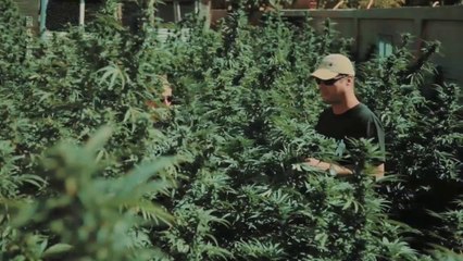 L'Europe des clichés - Les Pays-Bas