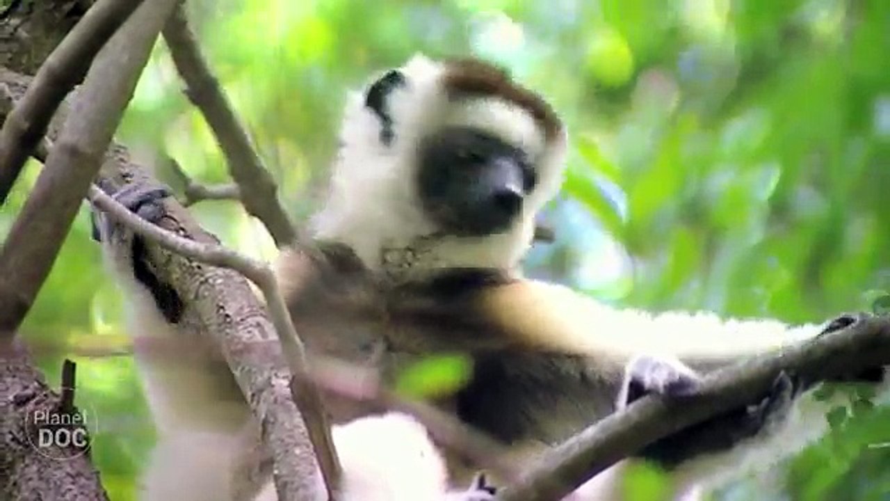 Madagascar. The World of the Lemurs (Documentary Part 7)