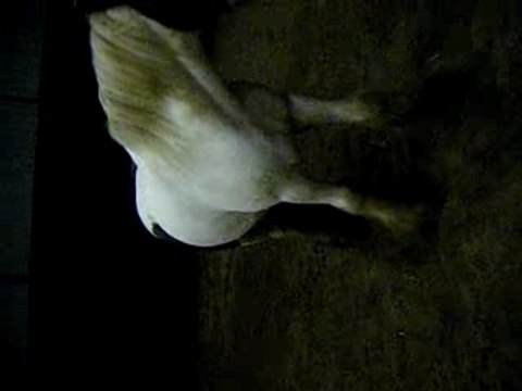 exercice de jambette en liberté