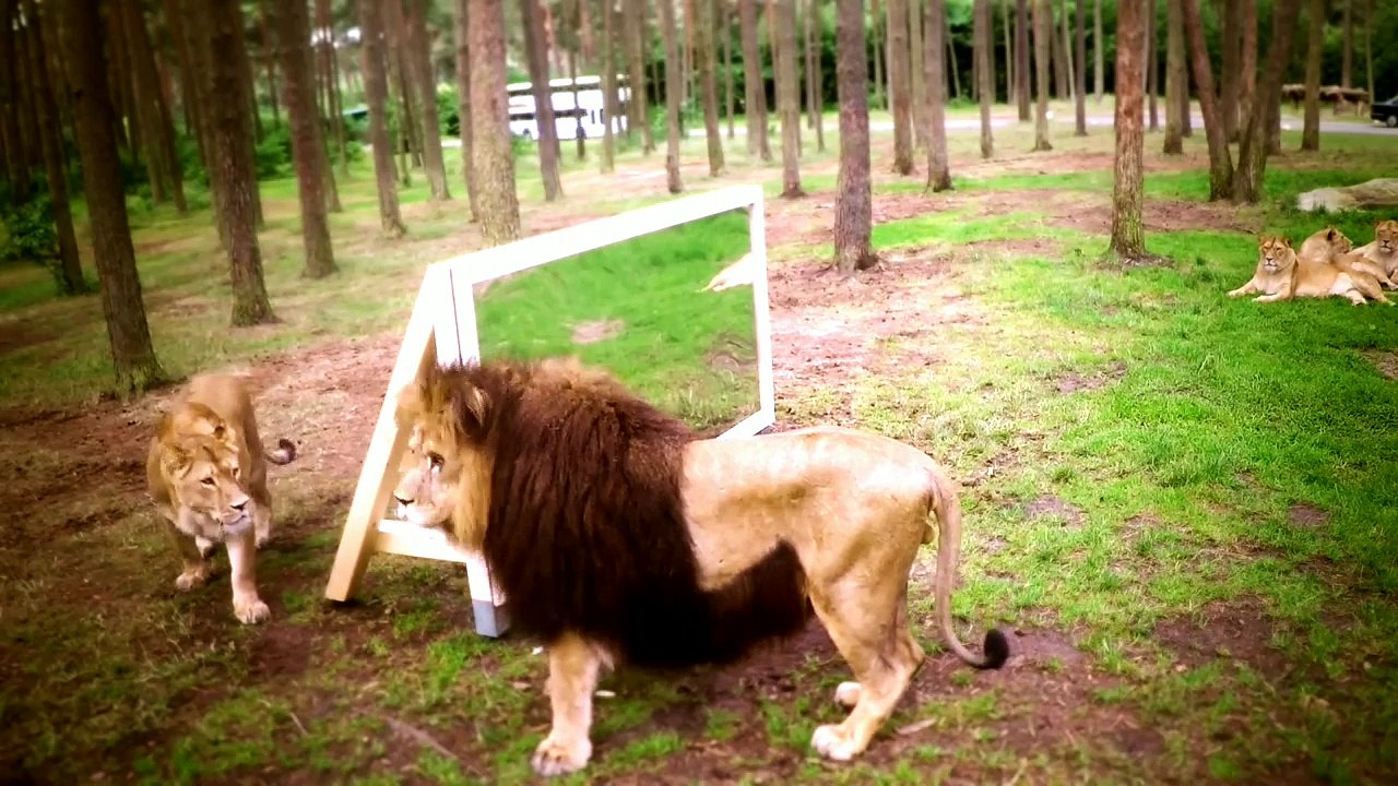 Lion_in_Mirrors_Hilarious_Reactions