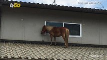 A Miniature Horse That Was Thought To Be Dead, Found Alive On Roof In Japan