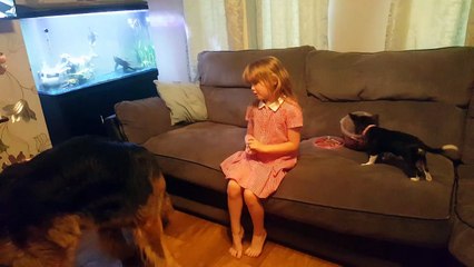 German Shepherd works hard for treats, Chihuahua steals them!