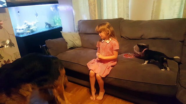 German Shepherd works hard for treats, Chihuahua steals them!