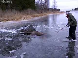 Saving a moose from drowning in ice