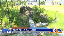 Tree Falls on Woman's Dream Home Just Months After She Moved In