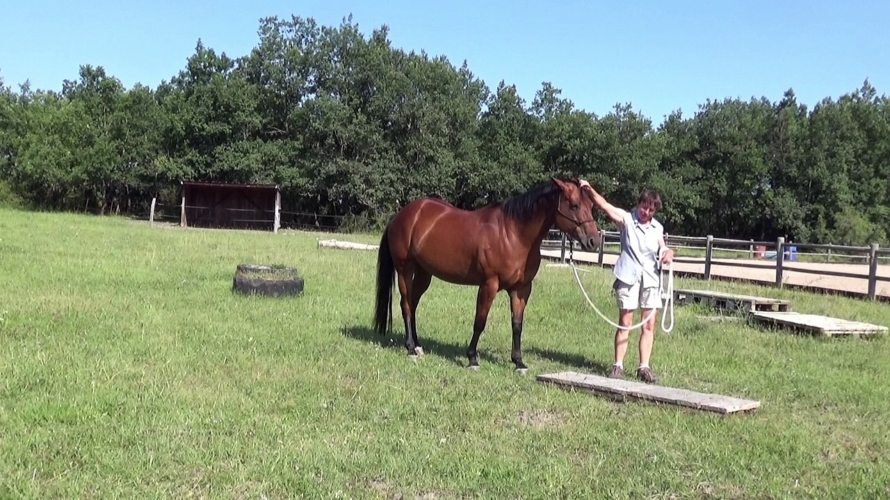 Tzygane et Steffi, challenge n° 5, j'irai où tu iras