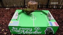 Newton the parrot, from a small Paris zoo in France, is the most recent animal to predict a World Cup outcome. The Parisian parrot predicts that France will ach
