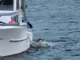 Une orque veut faire un bisou à un chien sur un bateau